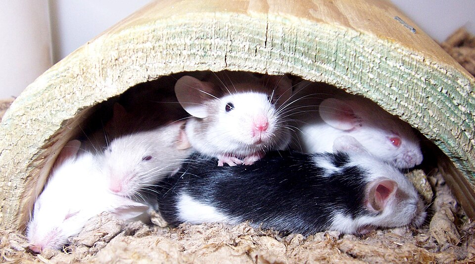 Fancy Mice as Pets: Housing, Feeding, and Why They Shine in Small Groups