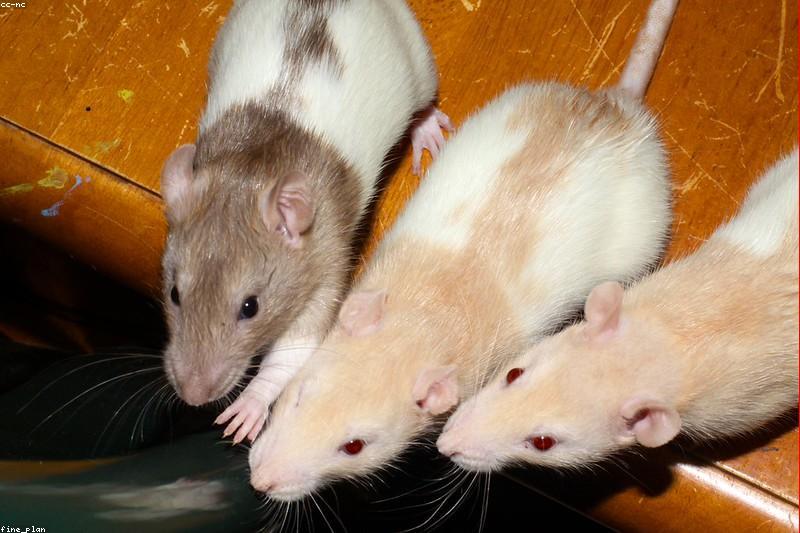 Fancy Rat Care: A Complete Guide for First-Time Owners