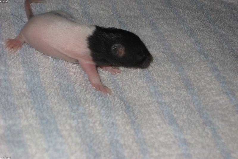 Fancy Rat Night Care: A Quiet-Hours Guide for After-Dark Enrichment