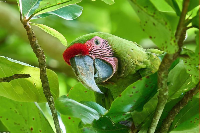 Feather Plucking in Pet Birds: Why It Happens and How Vets Treat It