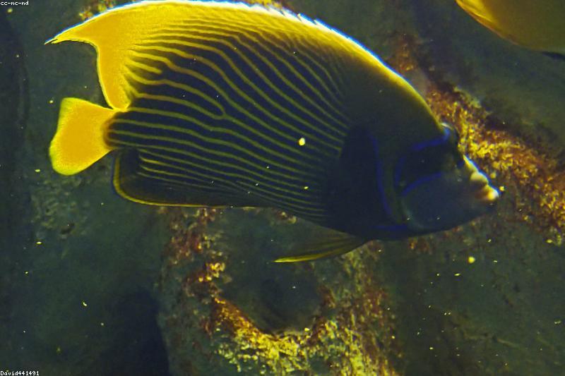 Feeding Nocturnal Aquarium Fish: Sinking Wafers and After-Dark Meals