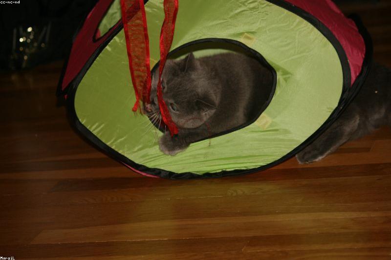 Feline Diabetes: Early Signs, Diet Changes, and the Remission Window