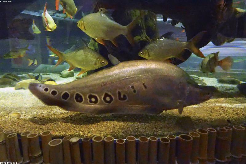 Fin Rot in Aquarium Fish: Causes, Treatment, and Prevention
