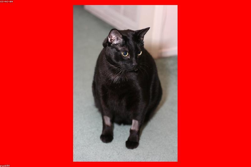 FIP in Cats: Early Signs of Feline Infectious Peritonitis and Why Treatment Now Works
