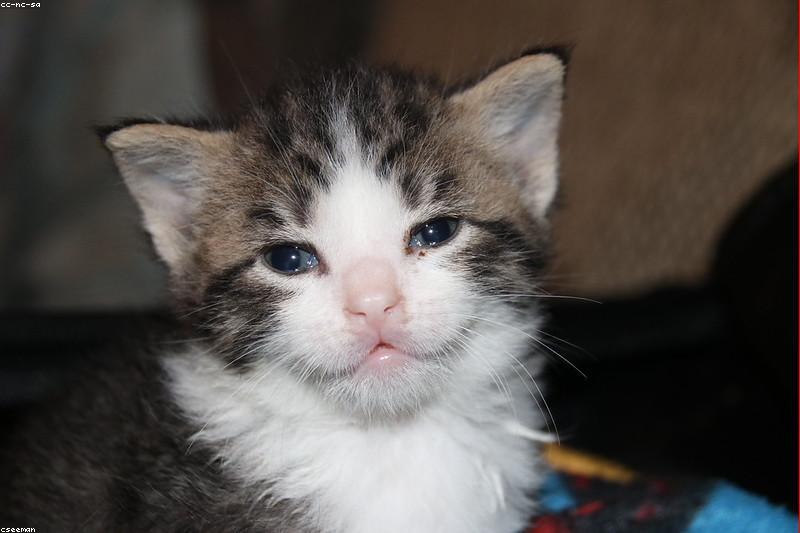 FIV and FeLV: Testing, Transmission, and Living With a Positive Cat