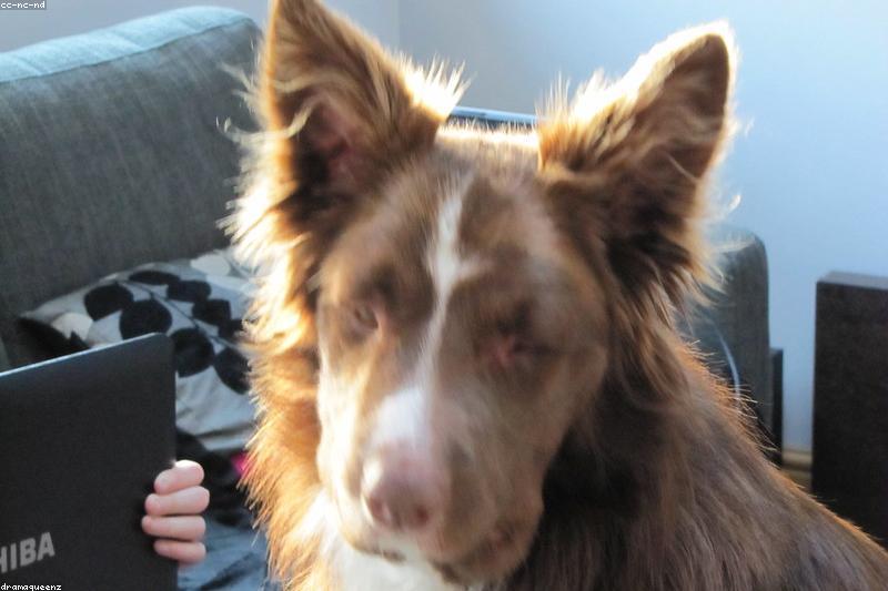 Food Allergies in Dogs and Cats: Signs, Diet Trials, and What Actually Works