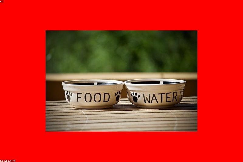 Food Guarding in Dogs: Building Trust Around the Bowl with Positive Reinforcement