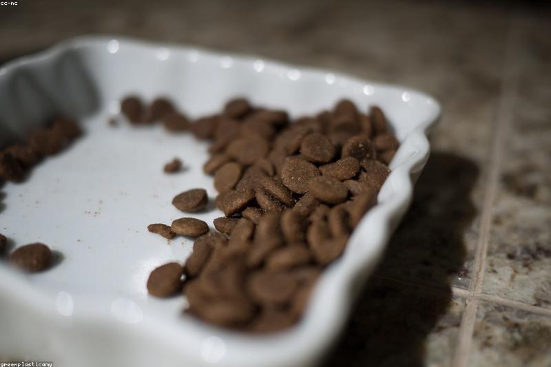 Free-Feeding vs Scheduled Meals: How Feeding Style Shapes Weight and Health