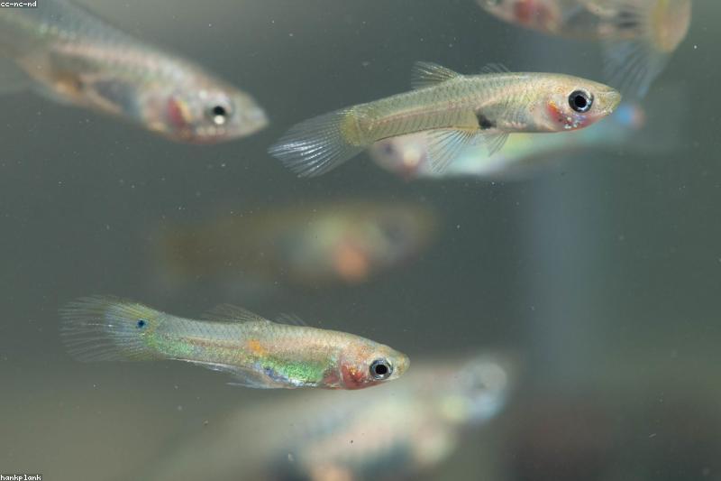 Guppy Care Guide: Hard Water Basics, Tank Setup, and Breeding Without Chaos
