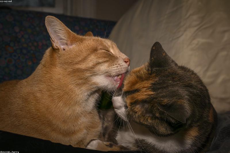 Hairballs in Cats: A Grooming Routine That Actually Reduces Them