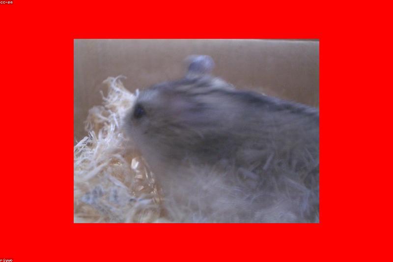 Hamster Bedding Depth: How Deep Is Deep Enough for Burrowing?