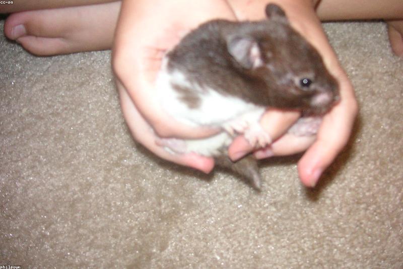 Hamster Exercise Ball Safety: Why Vets Say No and What to Use Instead