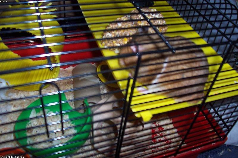 Hamster Teeth Care: Overgrown Incisors, Warning Signs and Prevention