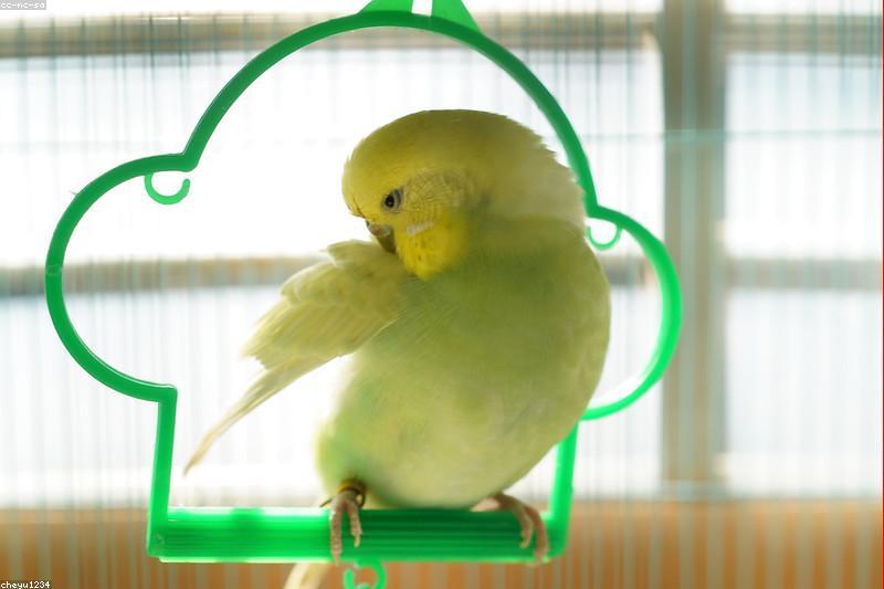 Hand-Feeding Baby Birds: What New Owners Should Know Before Taking One Home