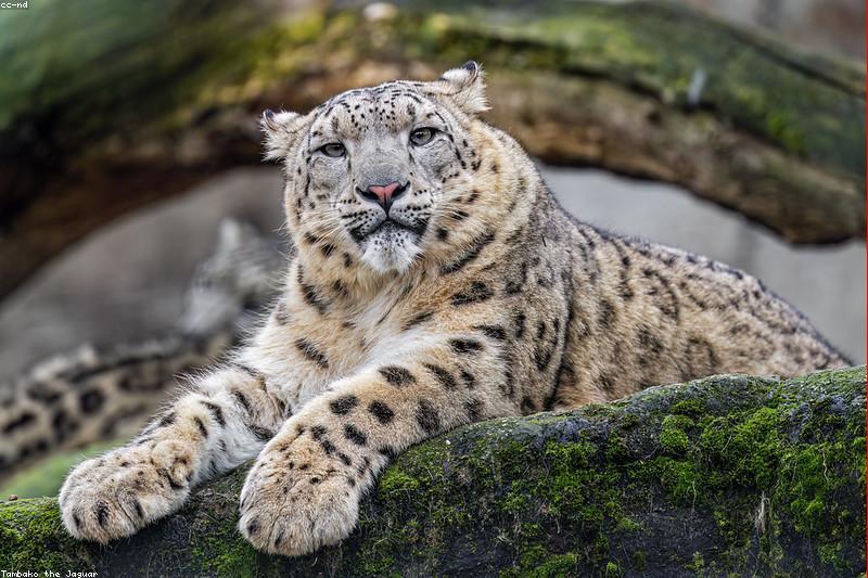取暖季猫咪安全指南：暖气、毯子与干燥空气问题