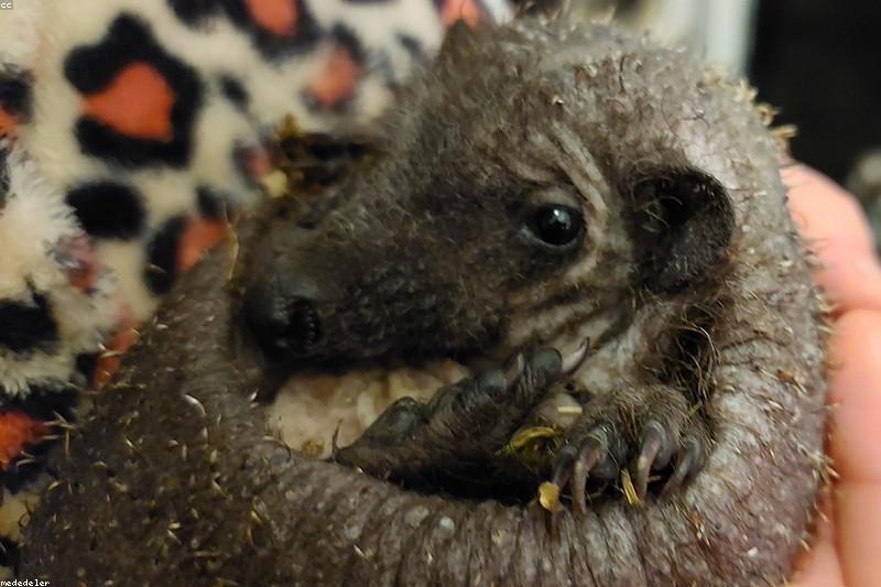 Hedgehog Care Basics: Temperature, Diet, and Handling for New Owners