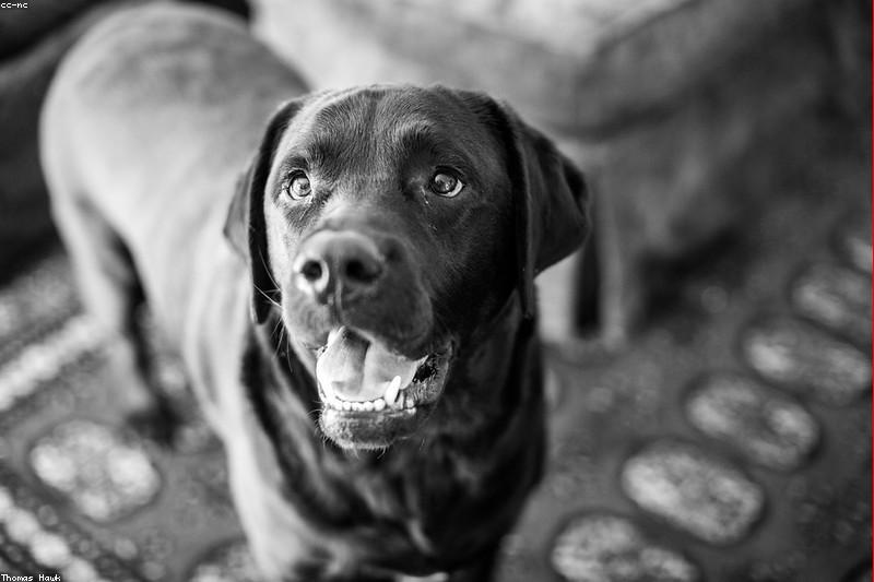 Hip Dysplasia in Dogs: Early Signs, Diagnosis, and Treatment Options
