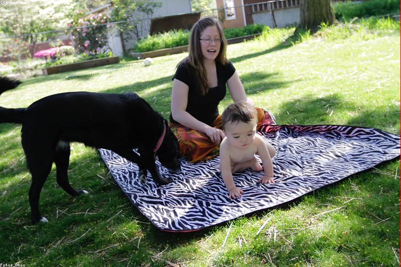Homemade and Raw Diets for Pets: Where the Real Risks Are
