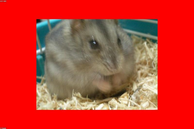 How Big Should a Hamster Cage Be? The 100 x 50 cm Rule Explained