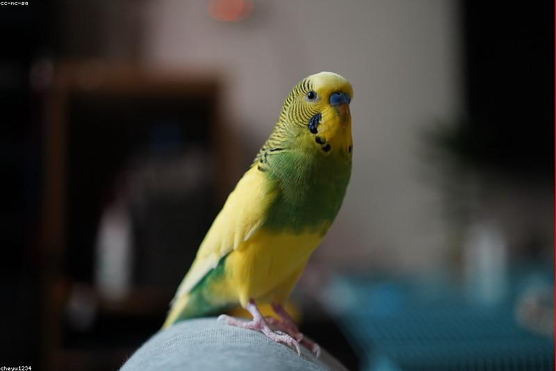 How Long Do Parrots Live? Lifespan by Species and What Adds Years