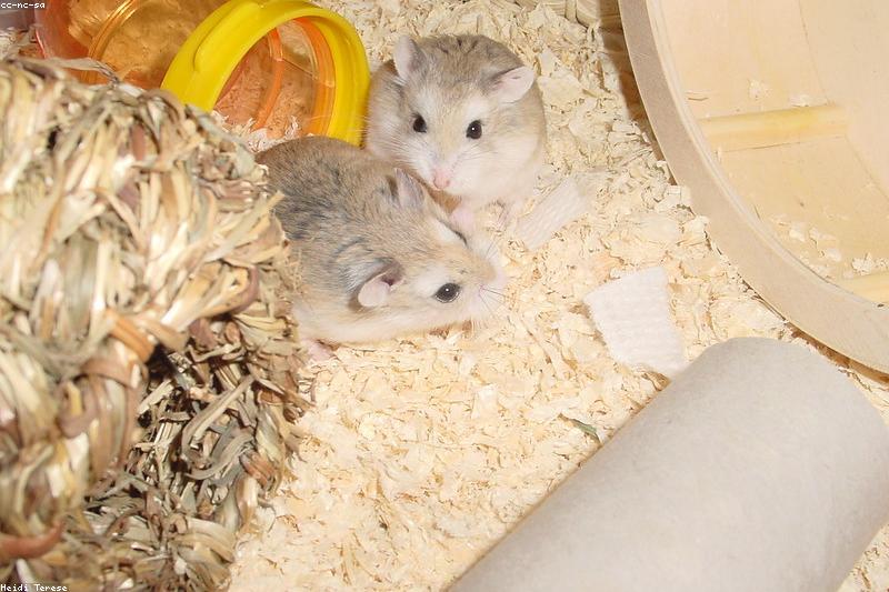 How to Choose a Hamster Wheel: Diameter, Surface, and Back Arch Explained