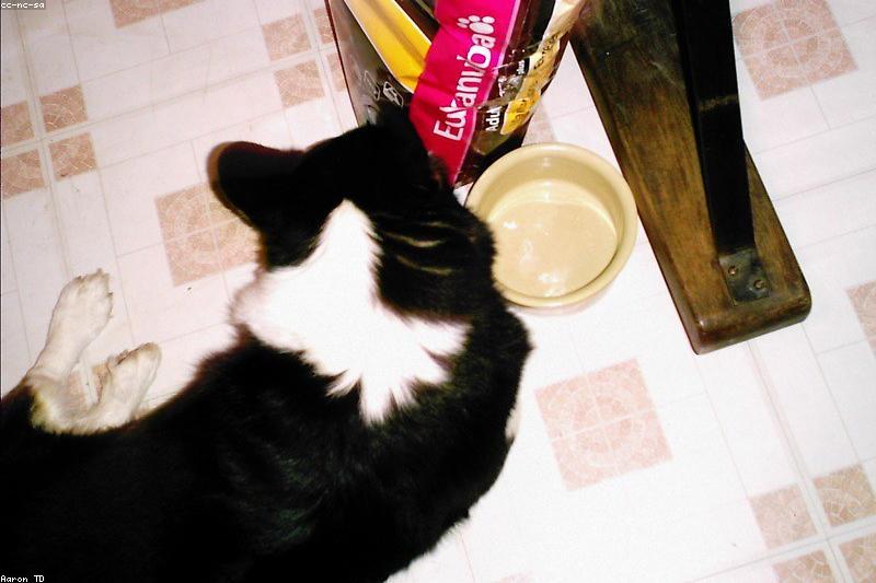 How to Choose a Pet Food Brand: Questions That Separate Substance From Marketing