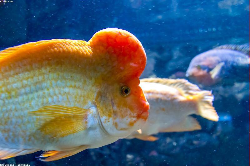 How to Control Aquarium Algae: Green Water, Brown Dust, and Black Beard Explained
