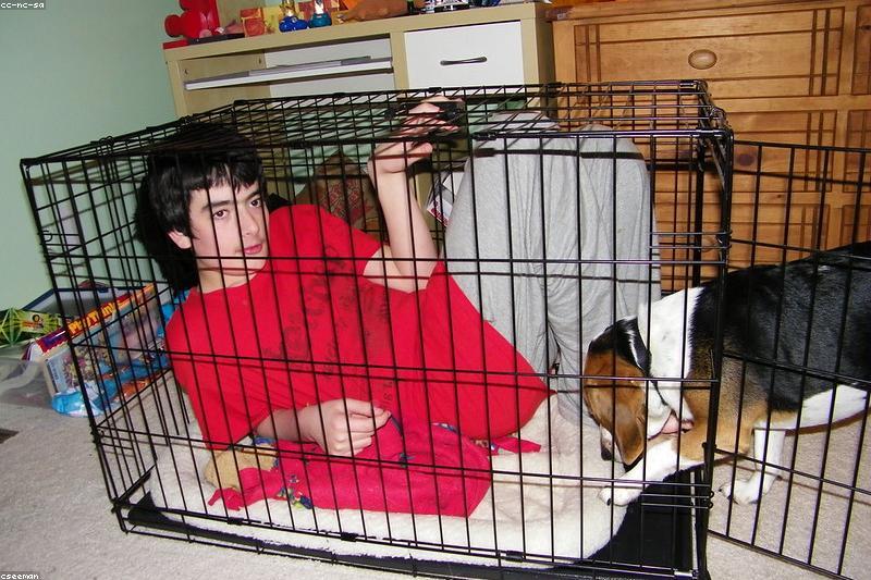 How to Crate Train Your Dog the Gentle Way: A Stress-Free Plan