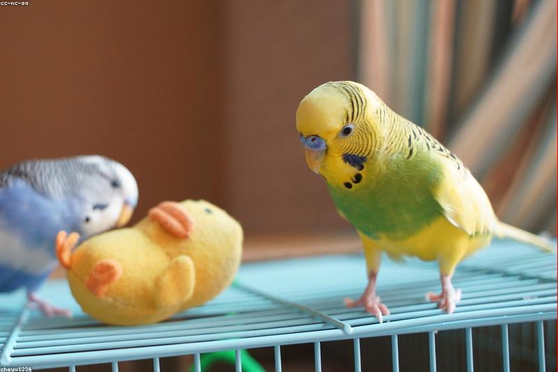 How to Get a Parrot to Eat Vegetables: A Picky Eater Conversion Plan