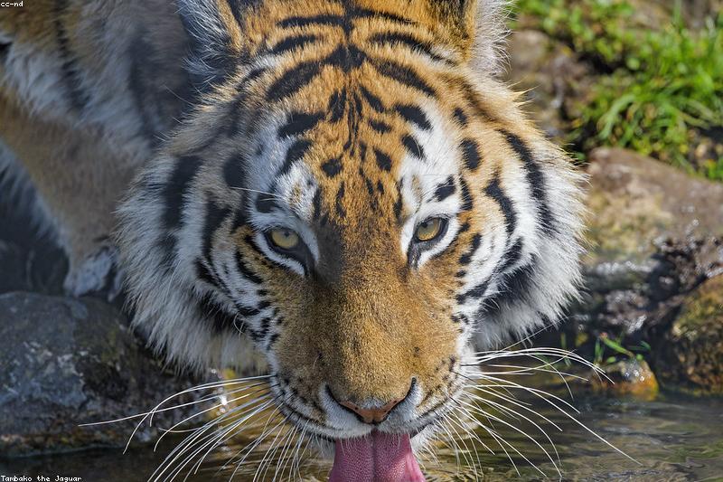 How to Get Older Cats to Drink More Water: Hydration Tips That Protect the Kidneys