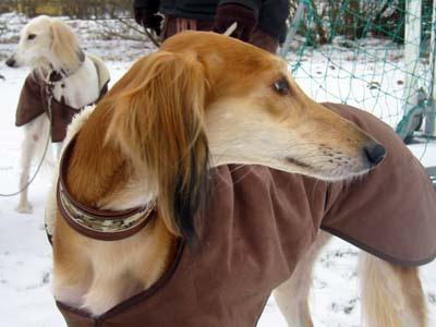 How to Greet a Dog the Right Way: A Guide for Adults and Kids