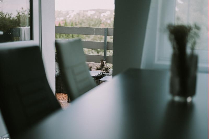 How to Stop Counter Surfing: Management Plus Training That Actually Works