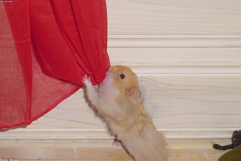 How to Tame a Hamster: A Step-by-Step Trust Building Plan