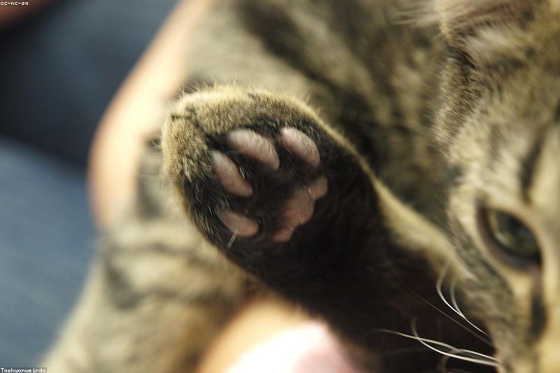 给猫剪指甲不再开战:先给零食、再动剪刀的分步方案