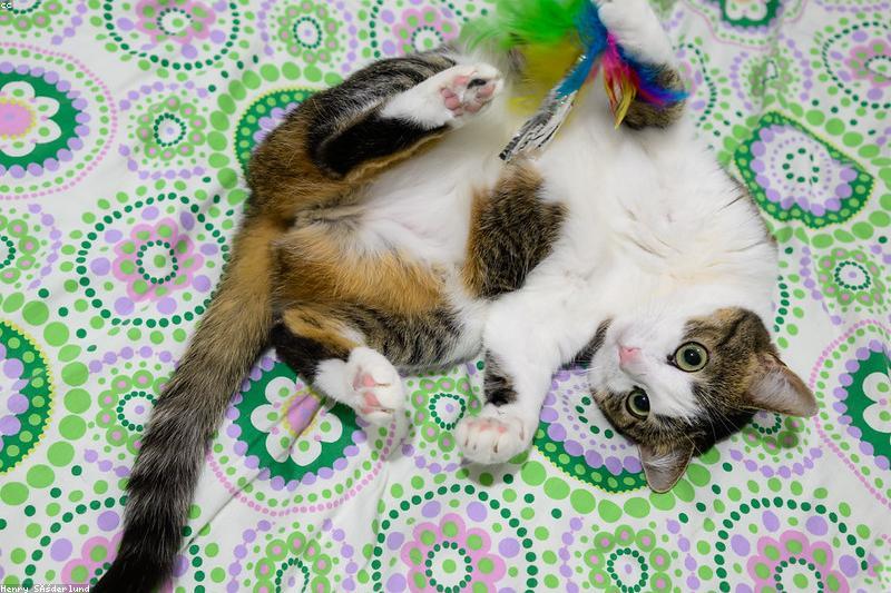 Indoor Cat Enrichment: A Daily Play Plan That Ends Boredom