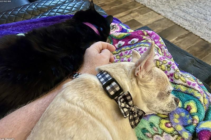 Introducing a New Dog to Your Cat: A Step-by-Step Plan That Works