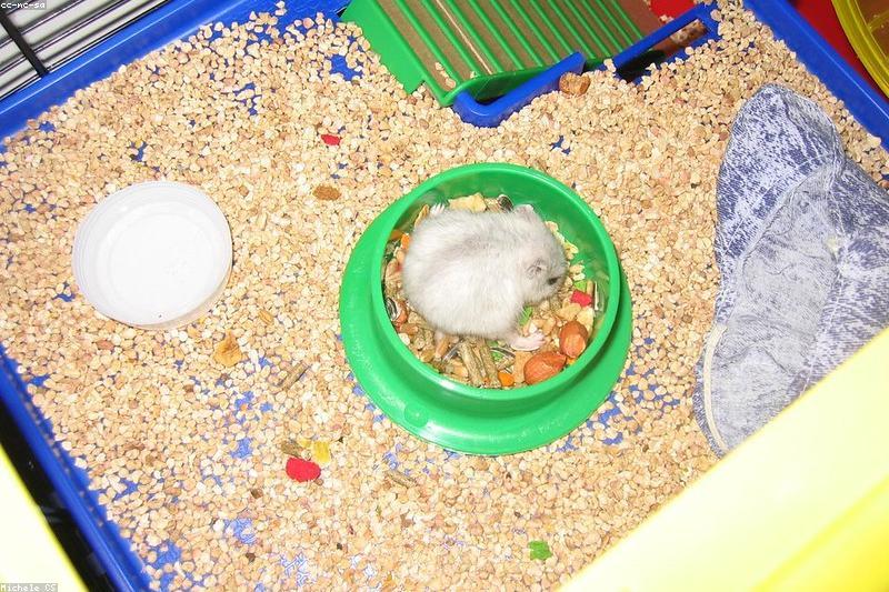 Keeping Your Hamster Warm as Temperatures Drop: Bedding, Placement, and Safe Heat
