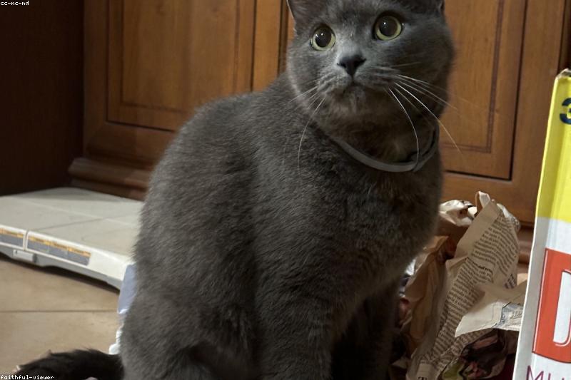 Kitten Feeding: From Milk to Meals, Week by Week