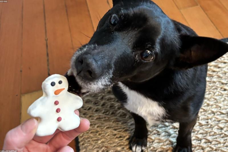 Leave It and Drop It: The Two Cues That Could Save Your Dog's Life
