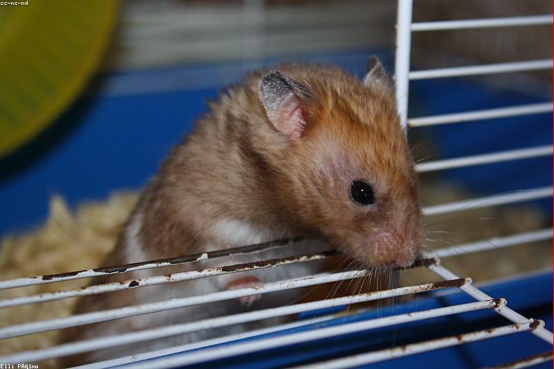 Living With a Nocturnal Hamster: A Night-Shift Care Guide That Works for Both of You