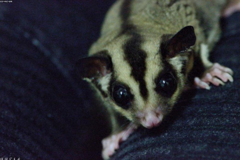 Living With a Nocturnal Sugar Glider: A Round-the-Clock Rhythm Guide