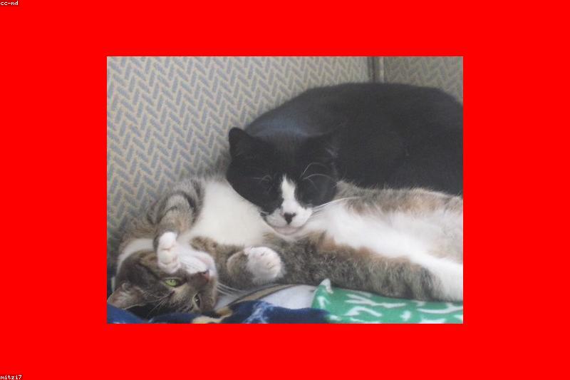 多猫家庭不打架的秘诀:N+1 资源法则终结猫际冷战