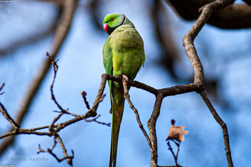 Parrot Diet Guide: Pellets, Fresh Vegetables, and Foods to Avoid