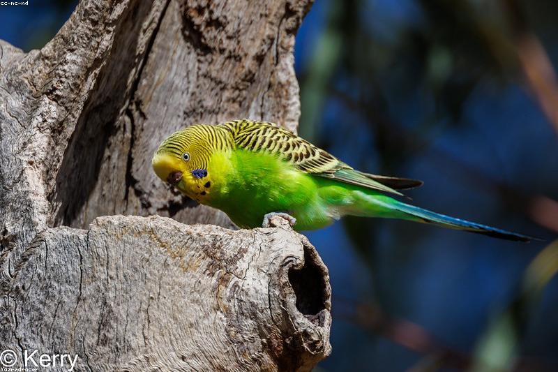 Playstands and Out-of-Cage Time: Building a Safe Exercise Zone for Your Parrot