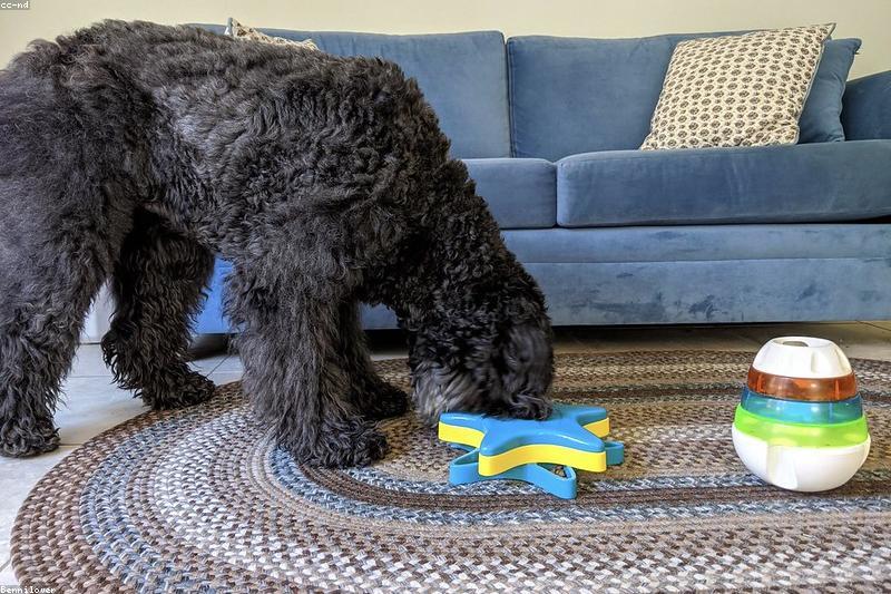 Probiotics and Fiber for Pets: What Actually Helps the Gut