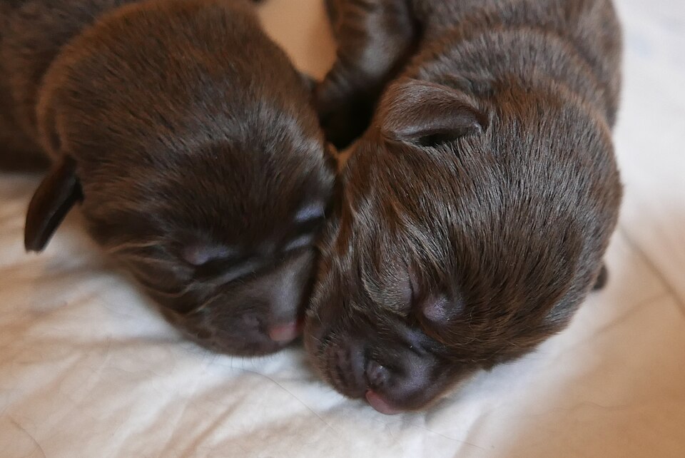 Puppy Nipping and Mouthing: A Patient Plan That Actually Works