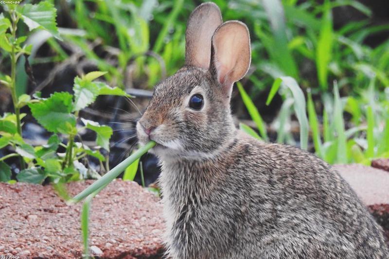 Rabbit Autumn Molt: Daily Brushing and Hairball Prevention Done Right