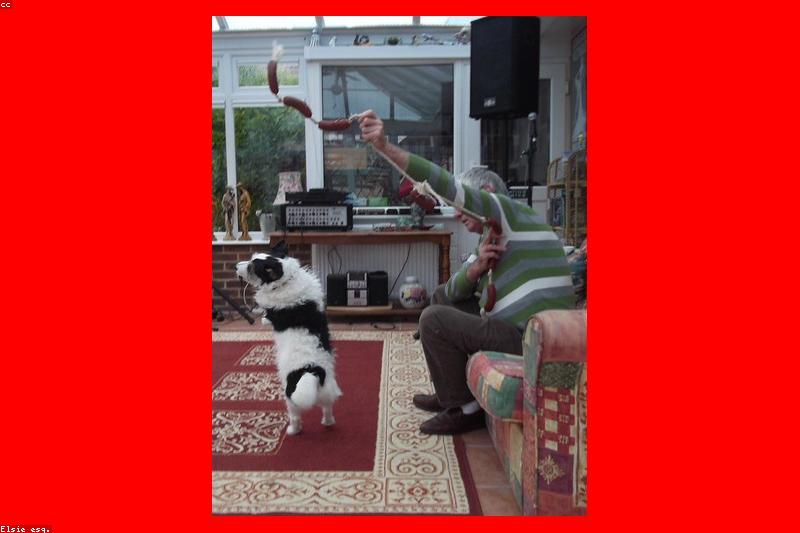 Rainy Day Dog Games: Fun Indoor Activities When the Weather Keeps You Inside