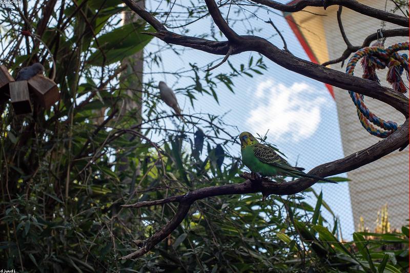 Respiratory Infections in Pet Birds: Signs, Emergency Care, and Prevention