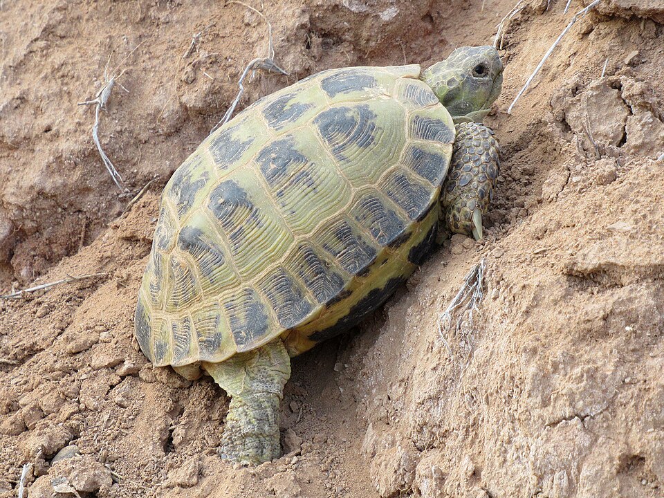 Russian Tortoise Diet: Safe Weeds, Greens, and the Calcium Balance That Matters